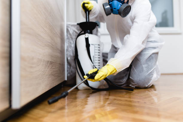 Best Ant Control Services  in Ivins, UT