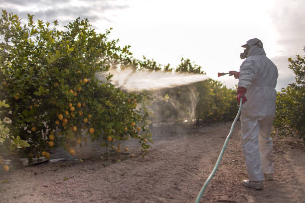 Best Termite Control Services  in Ivins, UT