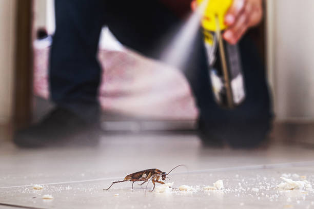 Best Ant Control Services  in Ivins, UT